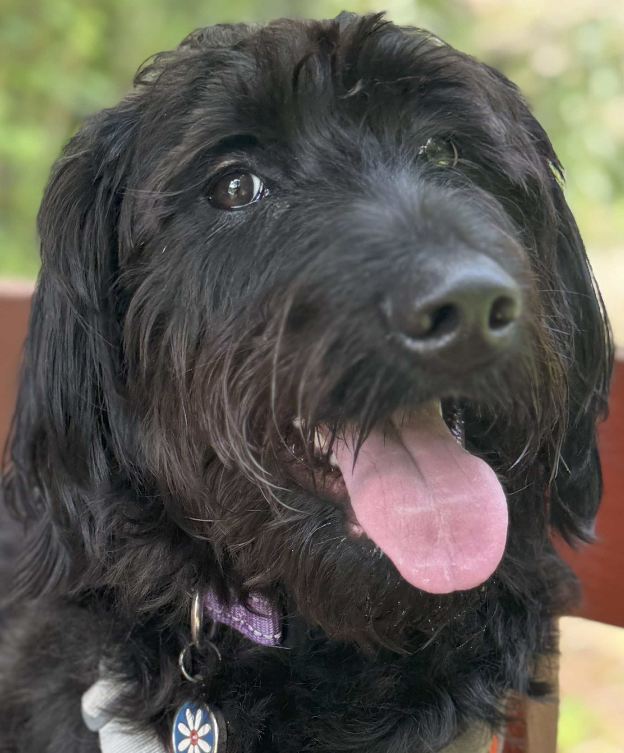 Lupe - Your Guide Dog